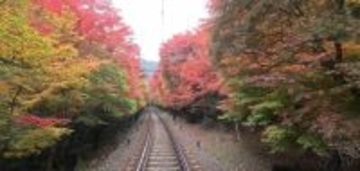 「もみじのトンネル」徐行運転および 「もみじのトンネルライトアップ」の期間を延長します