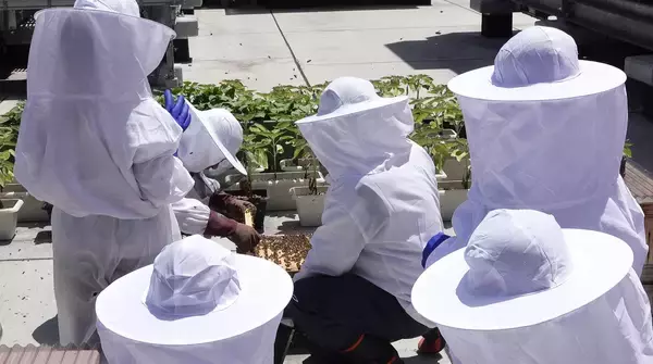 夏休みに親子で体験。都会で学ぶ養蜂とハチミツの世界