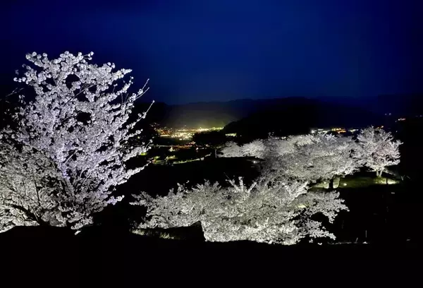「天空の城」竹田城跡のふもとで春のお花見プラン発表「宿屋 天空」桜の季節だけ15%OFF　1名様5,100円から