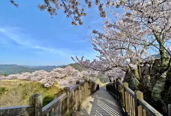 「「天空の城」竹田城跡のふもとで春のお花見プラン発表「宿屋 天空」桜の季節だけ15%OFF　1名様5,100円から」の画像