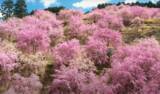 「【1日限定】奈良・高見の郷で「しだれ桜1,000本」を地上からヘリコプターで「世界遺産・吉野山の3万本の桜」を空から」の画像1