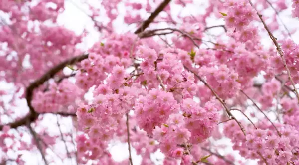 「【1日限定】奈良・高見の郷で「しだれ桜1,000本」を地上からヘリコプターで「世界遺産・吉野山の3万本の桜」を空から」の画像