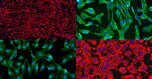 「初代細胞と不死化細胞株　研究成果を左右する細胞モデル選択ガイド」の画像