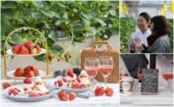 ＜いちご専門店の道の駅 いちごBonBonBERRY＞大好評の直営農園でのいちご狩りイベントを2026年も開催！