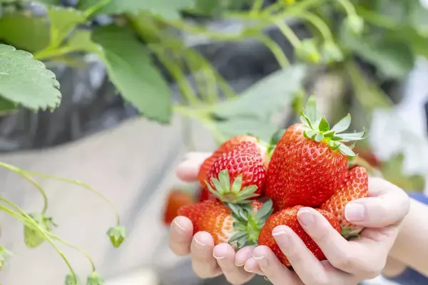 「＜いちご専門店の道の駅 いちごBonBonBERRY＞大好評の直営農園でのいちご狩りイベントを2026年も開催！」の画像