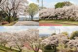 「【4/4(土)】約120本の桜咲く秋留台公園で第32回「春を紡ぐお箏の調べ」を開催！」の画像2