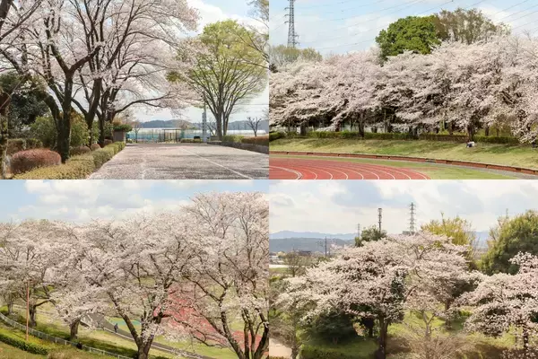 「【4/4(土)】約120本の桜咲く秋留台公園で第32回「春を紡ぐお箏の調べ」を開催！」の画像