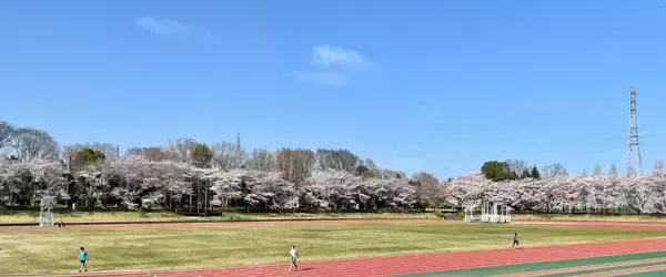 「【4/4(土)】約120本の桜咲く秋留台公園で第32回「春を紡ぐお箏の調べ」を開催！」の画像