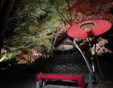 「庭紅葉の六義園　夜間特別観賞令和８年11月25日（水）～12月６日（日）開催」の画像2
