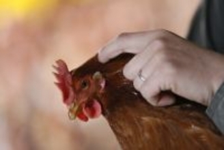 鳥取県「大江ノ郷自然牧場」 アニマルウェルフェアへの取り組みで特別賞を受賞