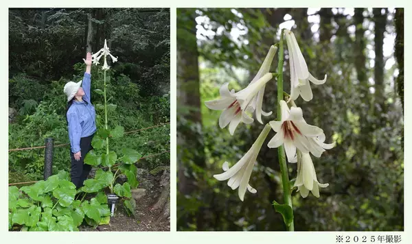 六甲高山植物園 まもなく開花！巨大な ヒマラヤウバユリ