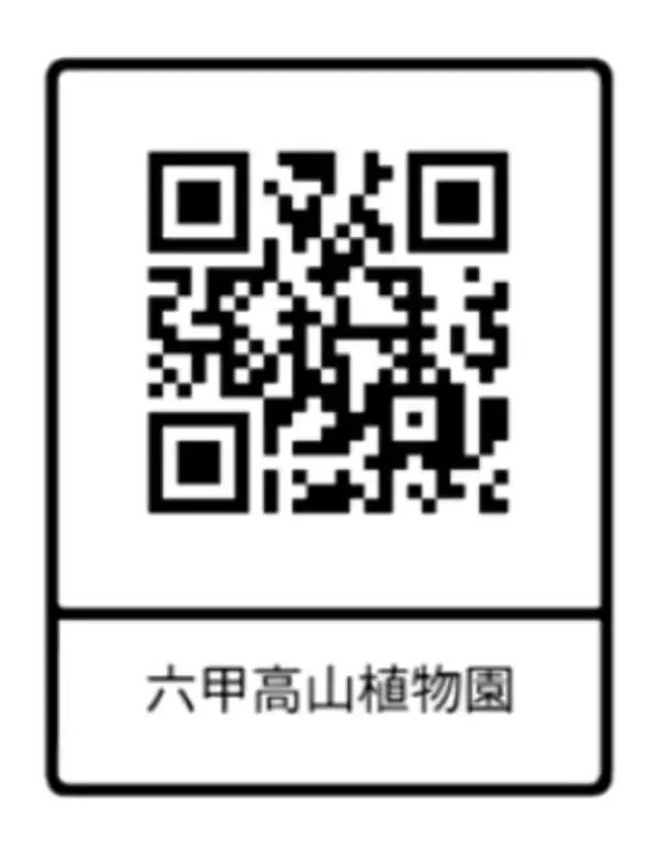 「六甲高山植物園 まもなく開花！巨大な ヒマラヤウバユリ」の画像