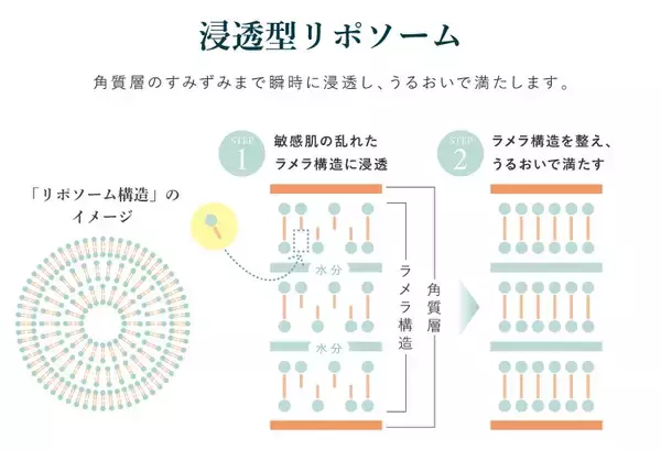 「【完売御礼】3日で完売した“痛くなりにくい”アゼライン酸美容液がついに本発売。敏感肌ブランド「シェルシュール」が定期初回20％OFFの発売記念キャンペーンを5/14まで開催。」の画像