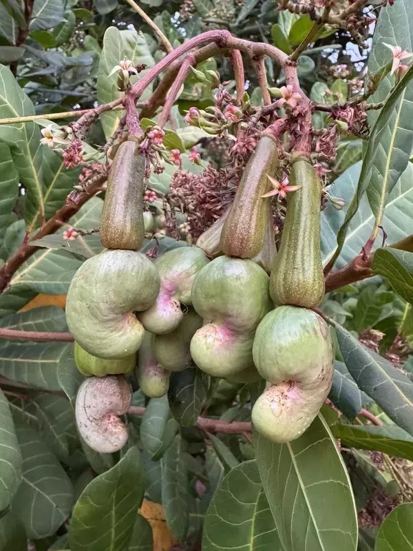 「北海道厚真町で燻製文化の発信拠点が誕生。古民家改築プロジェクトがクラウドファンディングを開始」の画像