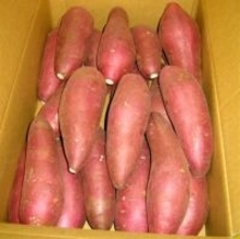 ねっとり濃厚な甘さ　ＪＡかとり自慢の逸品産地直送通販サイト「ＪＡタウン」で千葉県産「べにはるか」を販売中