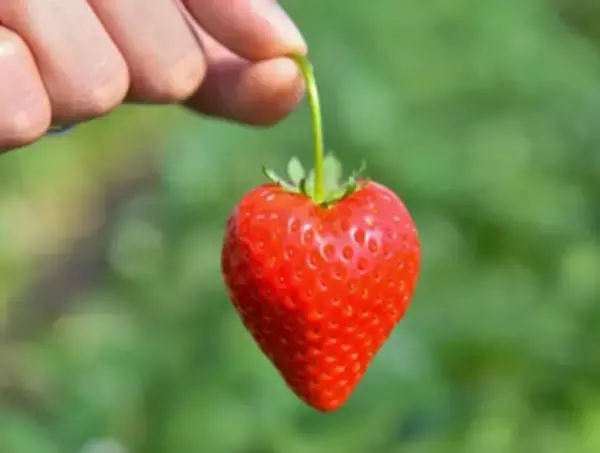 「産地直送通販サイト「ＪＡタウン」で「いちごフェア」を開催！」の画像