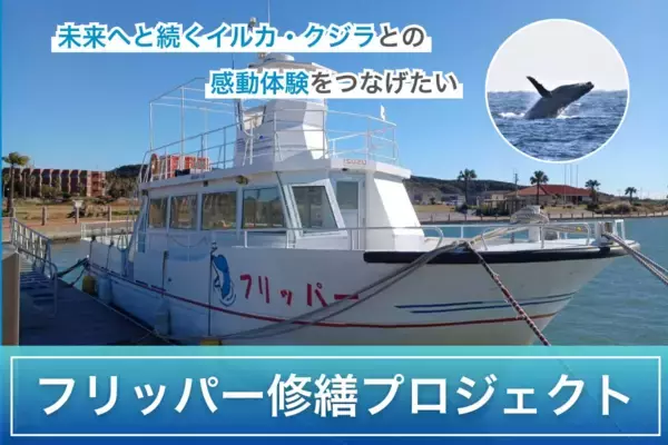 銚子沖で野生イルカ・クジラとの感動体験継続へ｜フリッパー修繕プロジェクトが本格始動