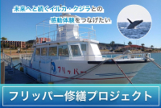 銚子沖で野生イルカ・クジラとの感動体験継続へ｜フリッパー修繕プロジェクトが本格始動