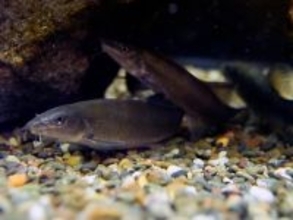 天然記念物アユモドキの凍結精子から人工繁殖・成育に成功　環境省近畿地方環境事務所が近畿大学大学院生に感謝状を贈呈