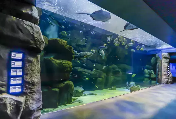 「初開催！「かわちゃんと行く！宮島水族館バックヤード探検」イベントを実施します」の画像