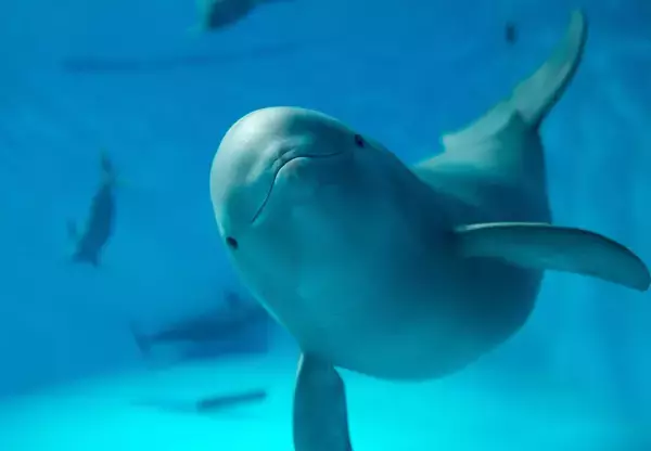 「初開催！「かわちゃんと行く！宮島水族館バックヤード探検」イベントを実施します」の画像