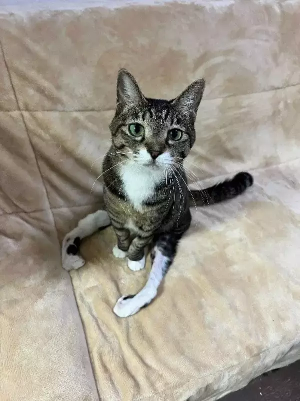 「保護猫の「日常」を支援につなぐ新たな一歩　ハッピースマイル、東京キャットガーディアンと連携」の画像