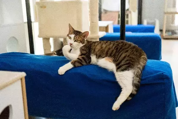 「保護猫の「日常」を支援につなぐ新たな一歩　ハッピースマイル、東京キャットガーディアンと連携」の画像