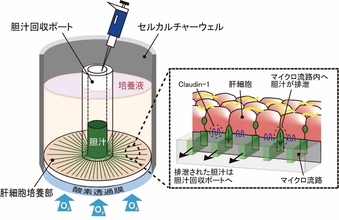 三井化学、世界初となる肝臓の働きを再現した胆汁連続排泄型デバイスを共同開発
