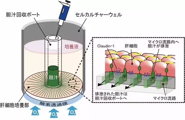 三井化学、世界初となる肝臓の働きを再現した胆汁連続排泄型デバイスを共同開発