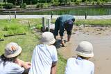「小学生が田植えを体験」の画像2