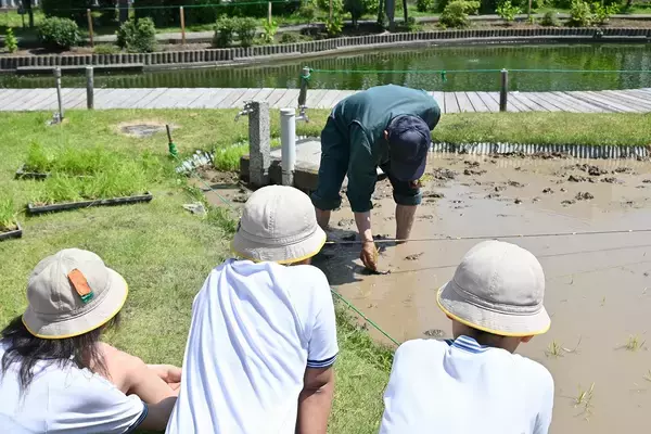 「小学生が田植えを体験」の画像