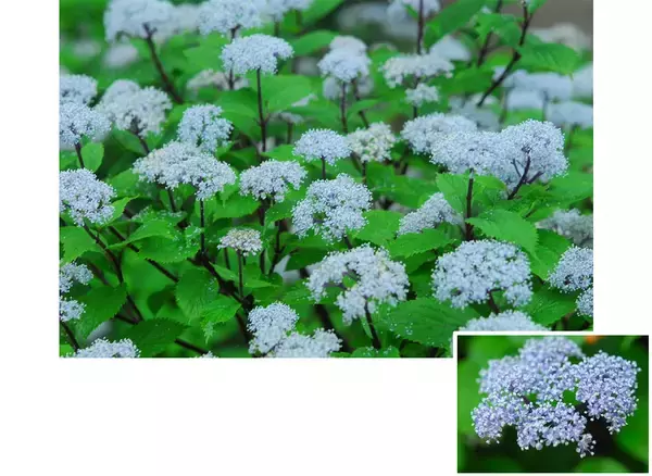 六甲高山植物園 梅雨を彩る優しい香り六甲山自生 コアジサイの花が見頃です