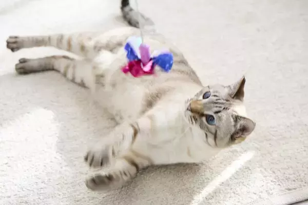 「【PEPPY史上最大！表紙募集キャンペーン結果発表】約1,500件の応募から選ばれた犬猫の姿が公開」の画像