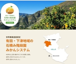 国際連合食糧農業機関から世界農業遺産に認定された有田・下津地域の石積み階段園みかんシステム！有田みかんをＪＡタウン「みかんの里 ありだ」ショップで販売