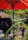 「【向島百花園】「虫ききの会（8/27～30）・萩まつり（9/19～10/12）・月見の会（9/24～26）」開催！」の画像3