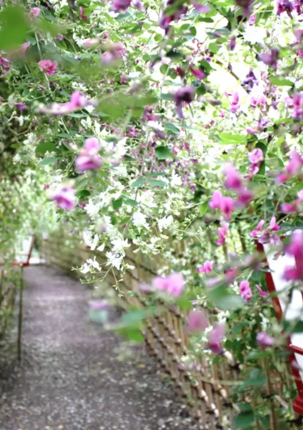 「【向島百花園】「虫ききの会（8/27～30）・萩まつり（9/19～10/12）・月見の会（9/24～26）」開催！」の画像