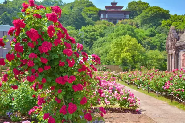 「＜NEWレオマワールド＞四国最大級！約10万本のバラの祭典「春の大バラまつり2026」5月1日（金）より開催」の画像