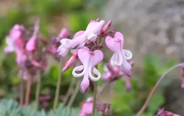 六甲高山植物園 高嶺の花コマクサ が見頃です！