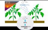 「植物は夕方に「香り」で防御態勢を整える―植物間コミュニケーションを担う新たな空気中シグナルを発見―」の画像1