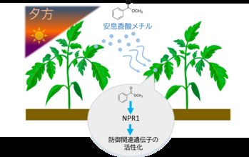 植物は夕方に「香り」で防御態勢を整える―植物間コミュニケーションを担う新たな空気中シグナルを発見―