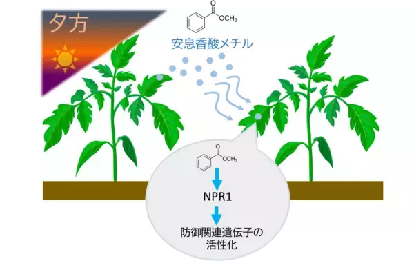 植物は夕方に「香り」で防御態勢を整える―植物間コミュニケーションを担う新たな空気中シグナルを発見―