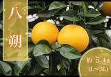 「JAタウンのショップ「みかんの里 ありだ」の対象商品が２０％OFFの「年度末大決算セール」開催中！」の画像4