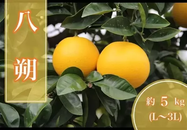 「JAタウンのショップ「みかんの里 ありだ」の対象商品が２０％OFFの「年度末大決算セール」開催中！」の画像