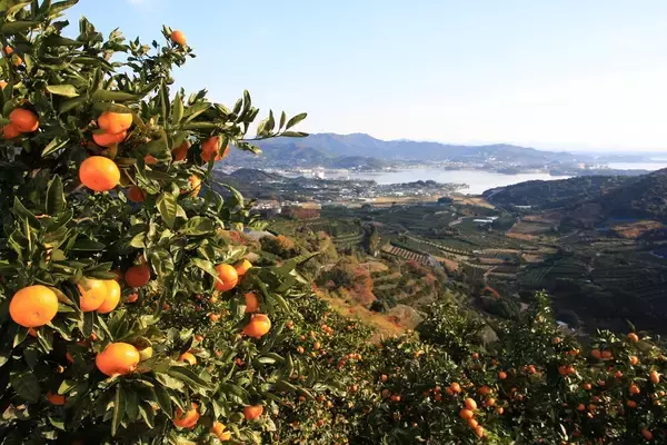 「【三ヶ日みかん】試食をどうぞ。　生産者が1月23日（金）東京JR新宿駅へ！　～公式キャラ「ミカちゃん」も～」の画像