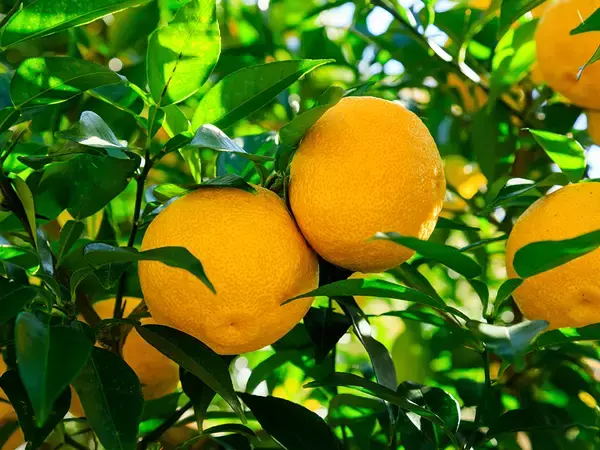 「高知の食卓から、全国の売場へクラフトビール「TOSACO」卸・仕入れサイト「スーパーデリバリー」での取扱いを開始」の画像