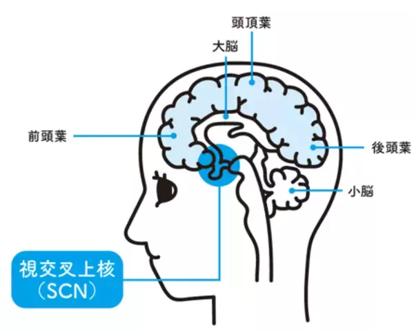「『宇宙・生物・心・脳・芸術・社会・哲学・人生の視点から 読み解く! 時間の正体』2026年5月19日刊行」の画像