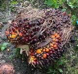 「バイオ燃料「Bio-M-Coke(R)」生産工場の稼働開始」の画像4