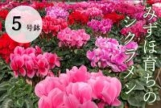 東京都瑞穂町から彩りとぬくもりをお届け　「みずほ育ちのシクラメン」の販売を開始