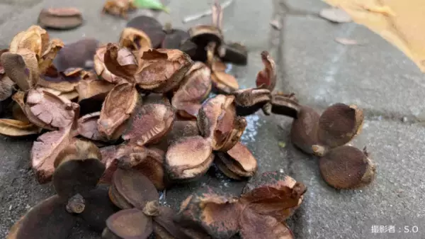 「自動運転の実用化で社会はどう変わる？さまざまな課題解決への期待が高まる先進技術- 社会課題に向き合うメディア「地球の学校」の最新記事をご紹介 -」の画像