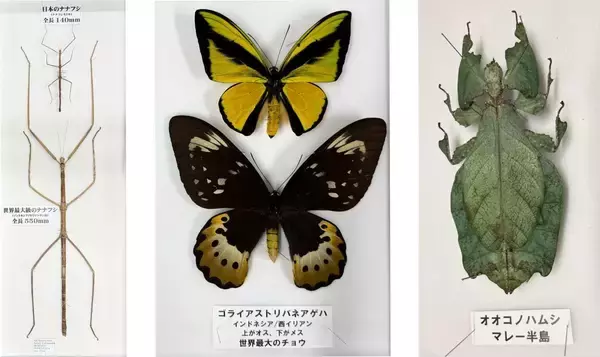 「渋谷で昼から夜の昆虫観察！巨大虫カゴで昆虫と触れ合う体験型昆虫イベントの詳細を公開　700体以上の昆虫が集結、夏休みの自由研究もサポート」の画像